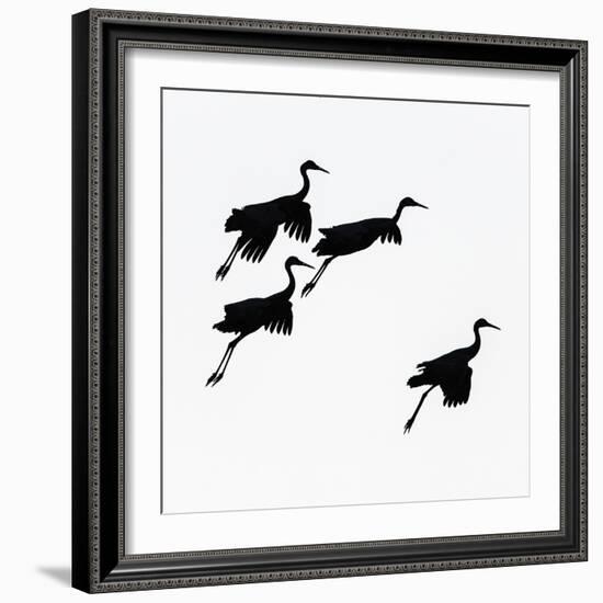 Flying cranes against sky, Socorro, New Mexico, USA-Panoramic Images-Framed Photographic Print