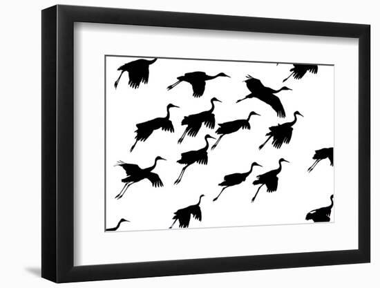 Flying cranes against sky, Socorro, New Mexico, USA-Panoramic Images-Framed Photographic Print