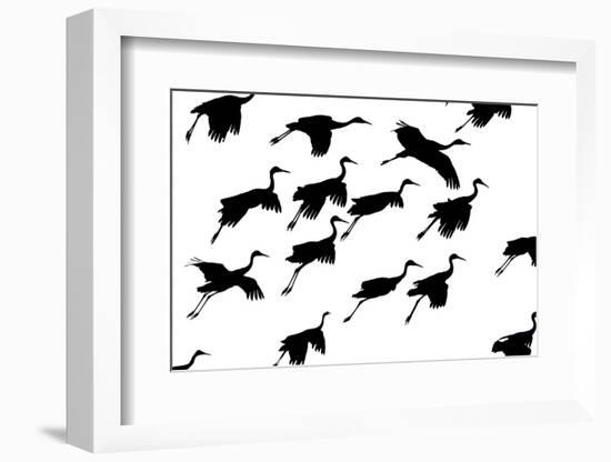 Flying cranes against sky, Socorro, New Mexico, USA-Panoramic Images-Framed Photographic Print