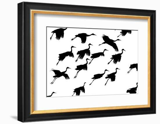 Flying cranes against sky, Socorro, New Mexico, USA-Panoramic Images-Framed Photographic Print