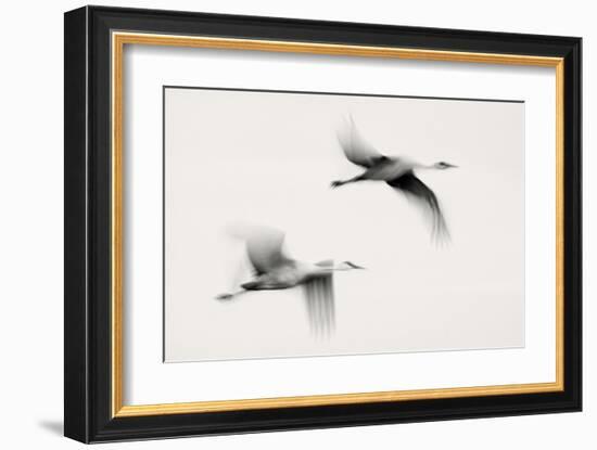 Flying Dreams-null-Framed Art Print