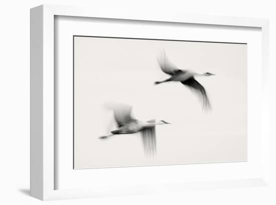 Flying Dreams-null-Framed Art Print