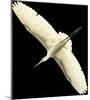 Flying Egret - Noir-Wink Gaines-Mounted Giclee Print