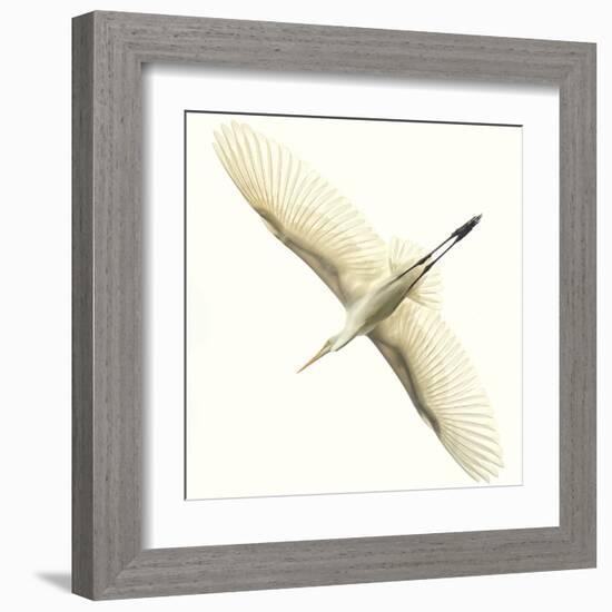 Flying Egret-Wink Gaines-Framed Giclee Print
