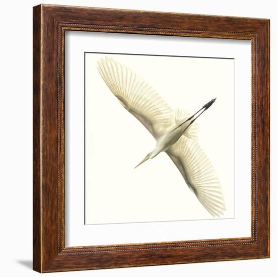 Flying Egret-Wink Gaines-Framed Giclee Print