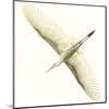 Flying Egret-Wink Gaines-Mounted Giclee Print