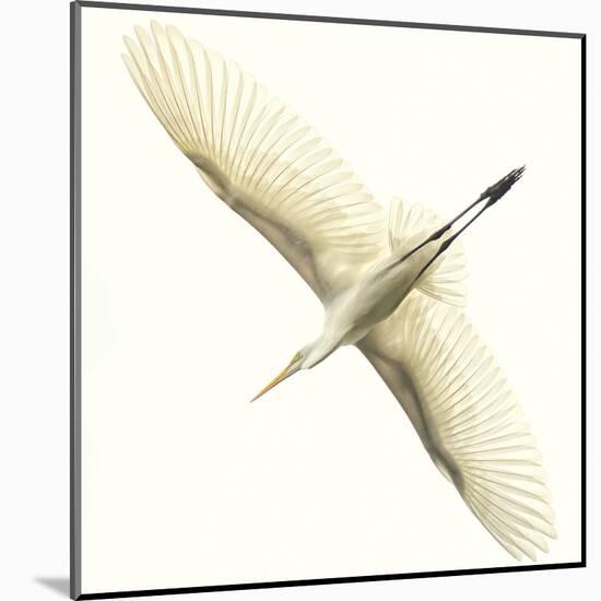 Flying Egret-Wink Gaines-Mounted Giclee Print