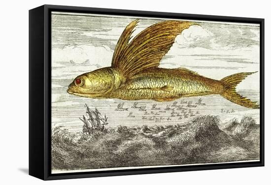 Flying Fish, 17th Century Artwork-Middle Temple Library-Framed Premier Image Canvas