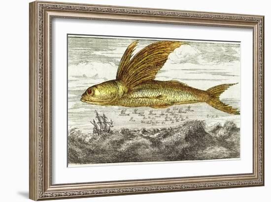 Flying Fish, 17th Century Artwork-Middle Temple Library-Framed Photographic Print