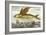 Flying Fish, 17th Century Artwork-Middle Temple Library-Framed Photographic Print