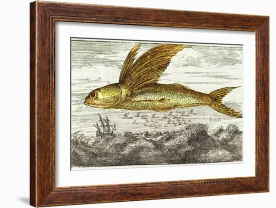 Flying Fish, 17th Century Artwork-Middle Temple Library-Framed Photographic Print