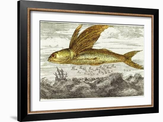 Flying Fish, 17th Century Artwork-Middle Temple Library-Framed Photographic Print