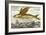 Flying Fish, 17th Century Artwork-Middle Temple Library-Framed Photographic Print