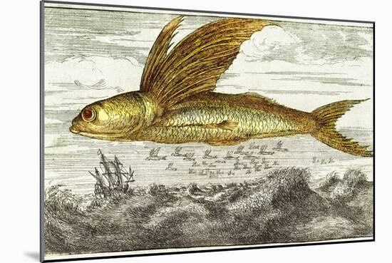 Flying Fish, 17th Century Artwork-Middle Temple Library-Mounted Photographic Print