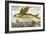 Flying Fish, 17th Century Artwork-Middle Temple Library-Framed Photographic Print