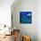 Flying Fish, 2013-Lisa Graa Jensen-Framed Premier Image Canvas displayed on a wall