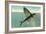 Flying Fish, Catalina, California-null-Framed Art Print