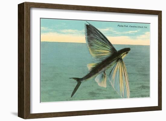 Flying Fish, Catalina, California-null-Framed Art Print