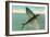 Flying Fish, Catalina, California-null-Framed Art Print