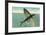 Flying Fish, Catalina, California-null-Framed Art Print