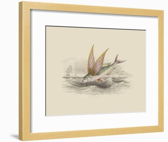 Flying Fish II-null-Framed Premium Giclee Print