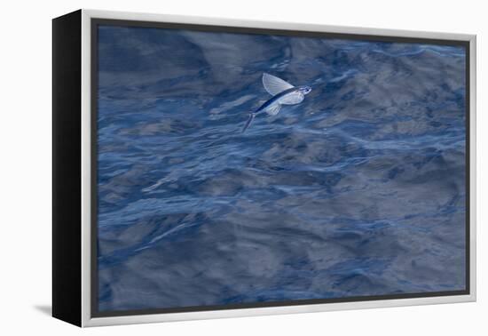 Flying Fish (Probably Cypselurus Lineatus) In Flight Above The Water-Brent Stephenson-Framed Premier Image Canvas