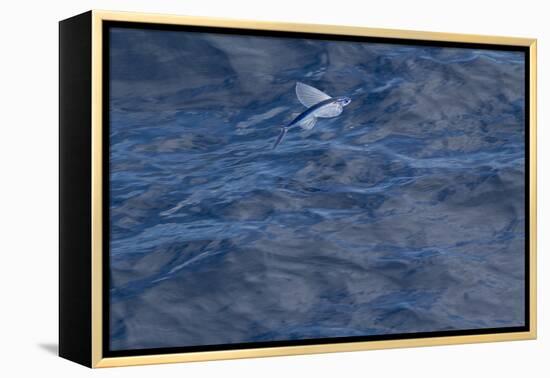 Flying Fish (Probably Cypselurus Lineatus) In Flight Above The Water-Brent Stephenson-Framed Premier Image Canvas