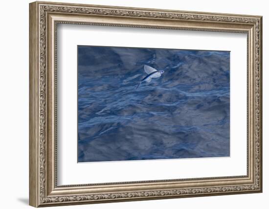 Flying Fish (Probably Cypselurus Lineatus) In Flight Above The Water-Brent Stephenson-Framed Photographic Print