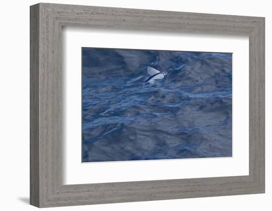 Flying Fish (Probably Cypselurus Lineatus) In Flight Above The Water-Brent Stephenson-Framed Photographic Print