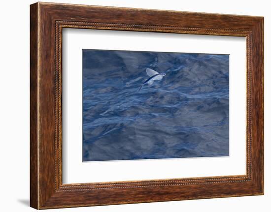 Flying Fish (Probably Cypselurus Lineatus) In Flight Above The Water-Brent Stephenson-Framed Photographic Print