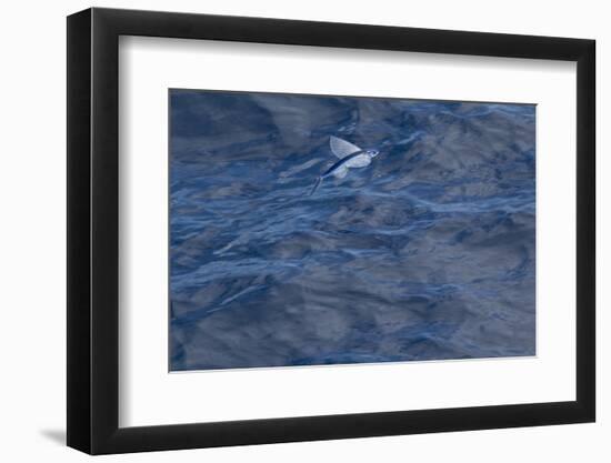 Flying Fish (Probably Cypselurus Lineatus) In Flight Above The Water-Brent Stephenson-Framed Photographic Print