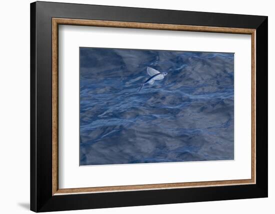 Flying Fish (Probably Cypselurus Lineatus) In Flight Above The Water-Brent Stephenson-Framed Photographic Print