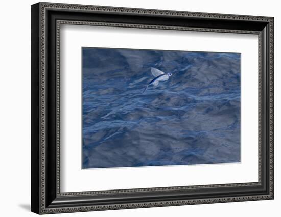 Flying Fish (Probably Cypselurus Lineatus) In Flight Above The Water-Brent Stephenson-Framed Photographic Print