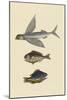 Flying Fish - Rudder Fish - Perch-Mark Catesby-Mounted Art Print