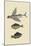 Flying Fish - Rudder Fish - Perch-Mark Catesby-Mounted Art Print