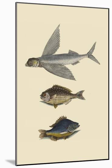 Flying Fish - Rudder Fish - Perch-Mark Catesby-Mounted Art Print