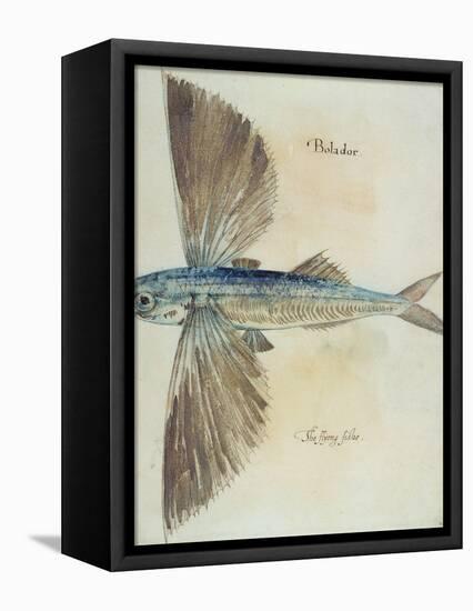 Flying-Fish-John White-Framed Premier Image Canvas