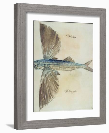 Flying-Fish-John White-Framed Giclee Print