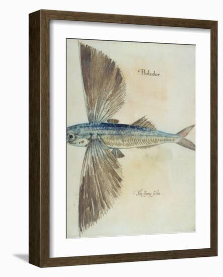 Flying-Fish-John White-Framed Giclee Print