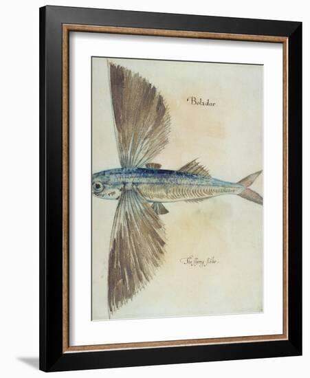 Flying-Fish-John White-Framed Giclee Print