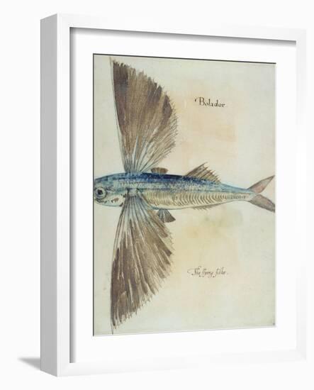 Flying-Fish-John White-Framed Giclee Print