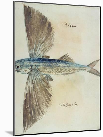 Flying-Fish-John White-Mounted Giclee Print