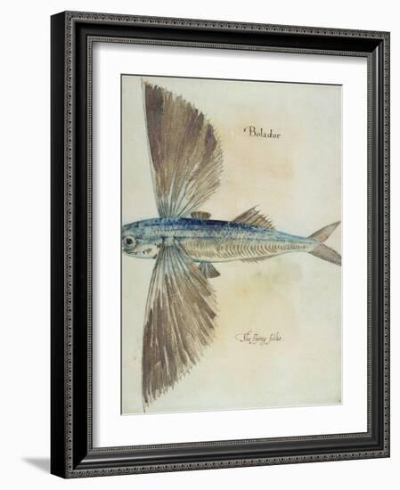 Flying-Fish-John White-Framed Giclee Print