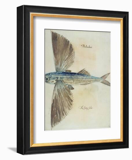 Flying-Fish-John White-Framed Giclee Print