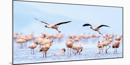 Flying Flamingos-Wink Gaines-Mounted Giclee Print