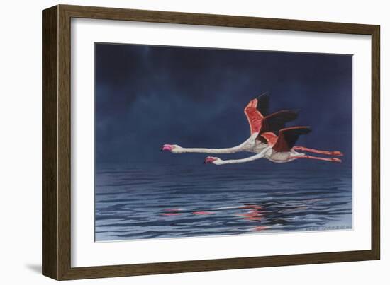 Flying Flamingos-Peter Blackwell-Framed Art Print