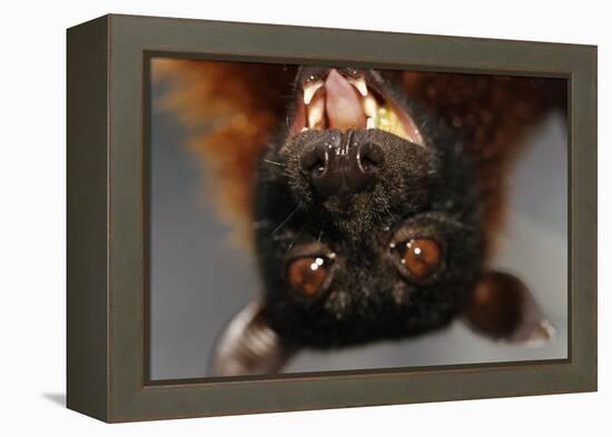 Flying Fox-W. Perry Conway-Framed Premier Image Canvas