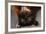 Flying Fox-W. Perry Conway-Framed Photographic Print