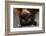 Flying Fox-W. Perry Conway-Framed Photographic Print