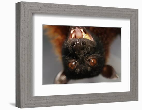 Flying Fox-W. Perry Conway-Framed Photographic Print